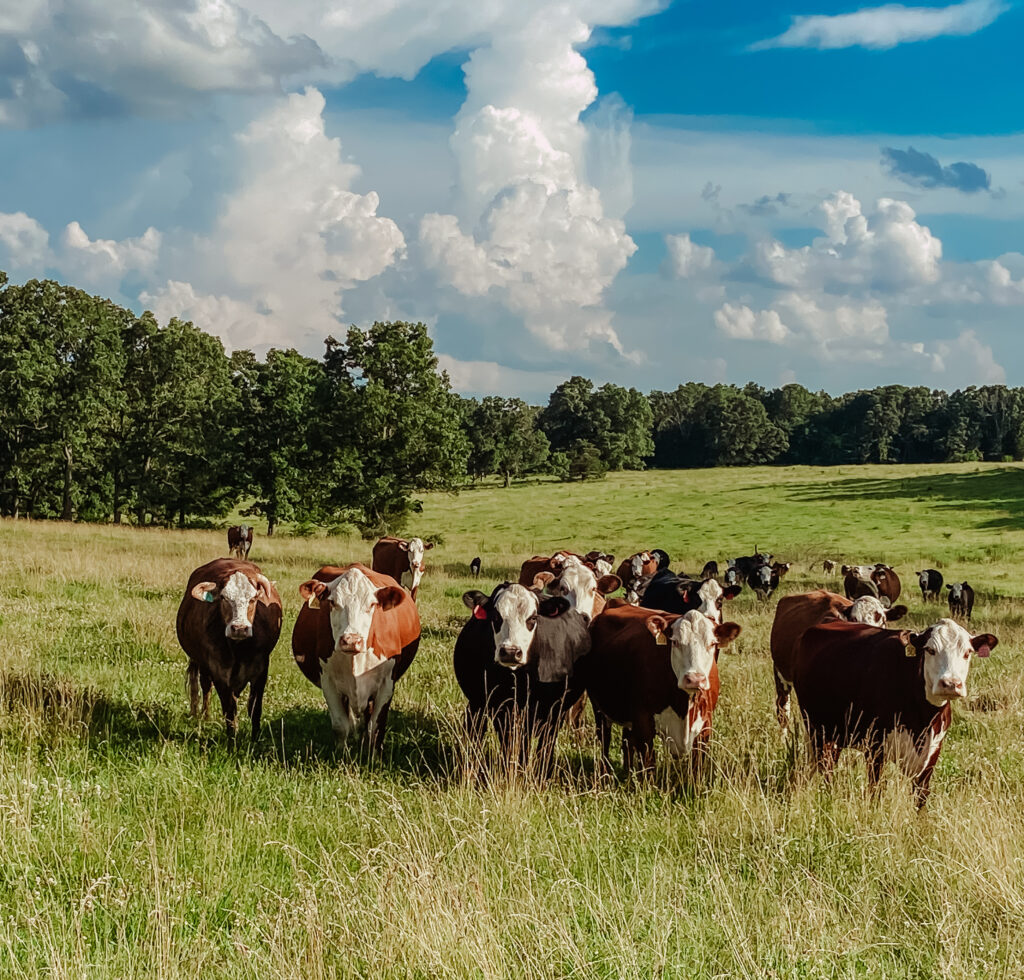 Cattle